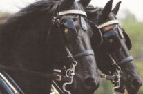 Carriage  Parade – May 15, 2016