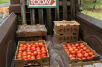 Sandhills Farmers Market